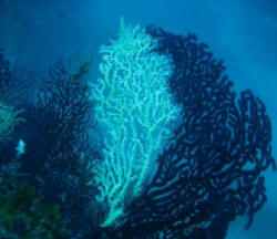 corallo nero/schwarze Korallen